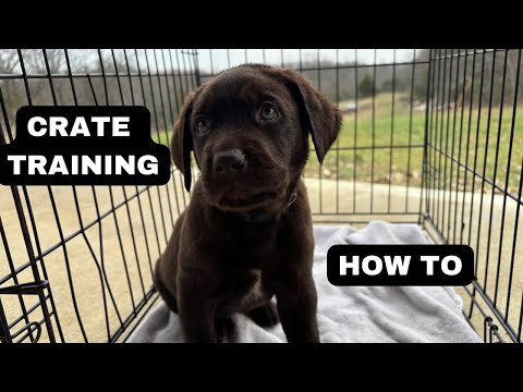 6 Week Old Puppies Learn Crate Training at Night, Labrador Retrievers