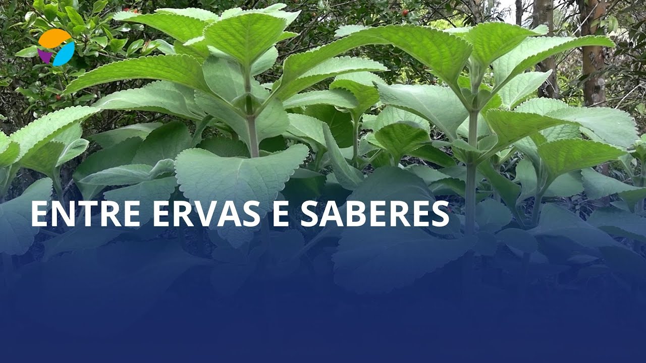 Entre ervas e saberes