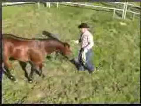 Best Start for the Unbroke Horse Series: Ground Training - Pressure and Release