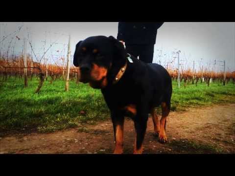 Jiracle - Warum habt ihr zugelassen (CrakkTochterMukke|21.03.14)