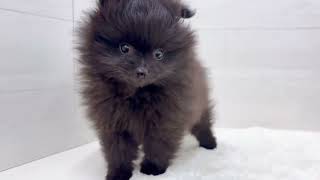ポメラニアンの動画01