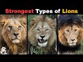 10 Most Powerful Types Of Lions That Ever Lived
