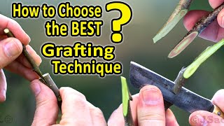 Download lagu Best Grafting Techniques | WHICH Grafting Technique should I CHOOSE, when grafting fruit trees? mp3 Download lagu Best Grafting Techniques | WHICH Grafting Technique should I CHOOSE, when grafting fruit trees? mp3