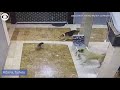 Mother Cat Rescues Kitten From Group Of Dogs