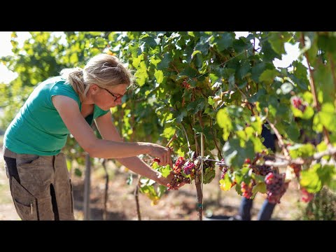 Evas Winzerinnen Sprechstunde - Teil 2