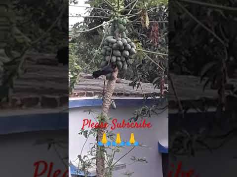 #trending #viralvideo #shorts #vlogs #viralshorts #viral #subhrovlogs #wildlife