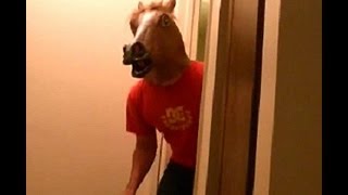 Cat reaction to horse mask