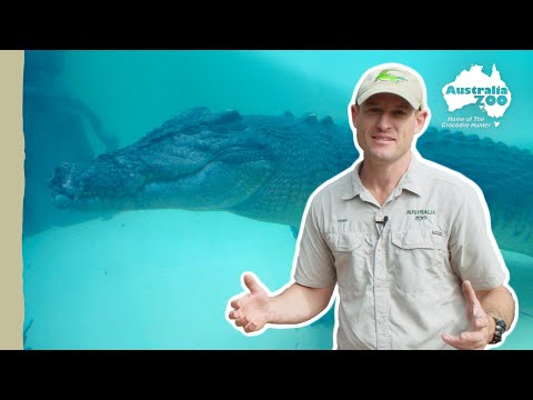 How do you move a croc across the country? | Australia Zoo Life