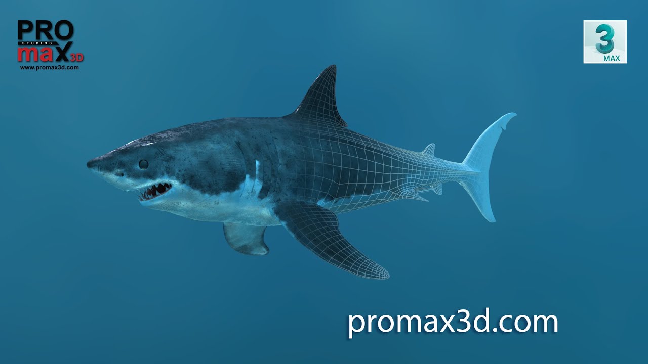 B&uuml;y&uuml;k Beyaz K&ouml;pekbalığı 3D Model