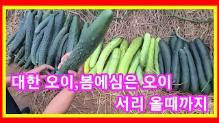 대단한 오이 봄에심은 오이 서리 올때 까지~