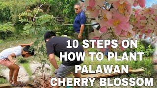 10 Steps on how to plant Palawan Cherry Blossom /Balayong