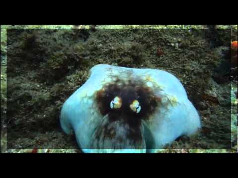 Amazing octopus camoflage | Willi Torres