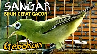 Download lagu Jos Gacor Kecial Bikin Gacor Kecial Malas Bunyi Jadi Jos Gacor mp3 Download lagu Jos Gacor Kecial Bikin Gacor Kecial Malas Bunyi Jadi Jos Gacor mp3