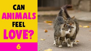 Can animals feel love? │How Love Makes Us Human with Dr Anna Machin