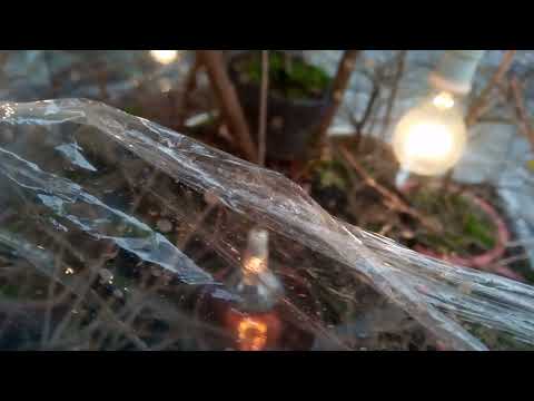 ủ nhiệt sớm cho những cây Mai nụ nhỏ 28-11-2021