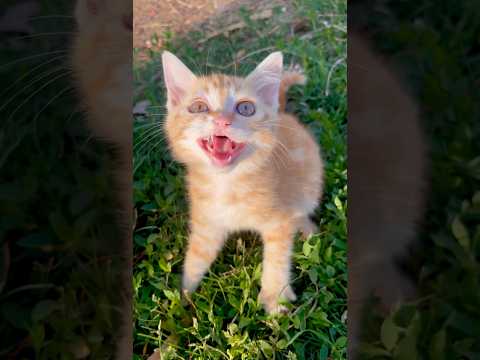 cat video ! cat voice ! cat sound ! cat meowing #shorts #short #youtubeshorts #cat #cats #catsound