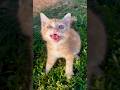 Cat Video Cat Voice Cat Sound Cat Meowing Shorts Short Youtubeshorts Cat Cats Catsound