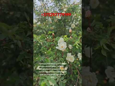 фото агрогородок тулово, туловский сельсовет, витебский район, витебская область, 10 м², 10 сот. 0