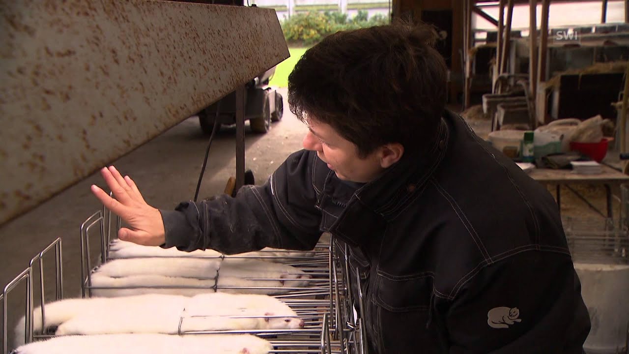 De la jaula al abrigo: la vida de los visones