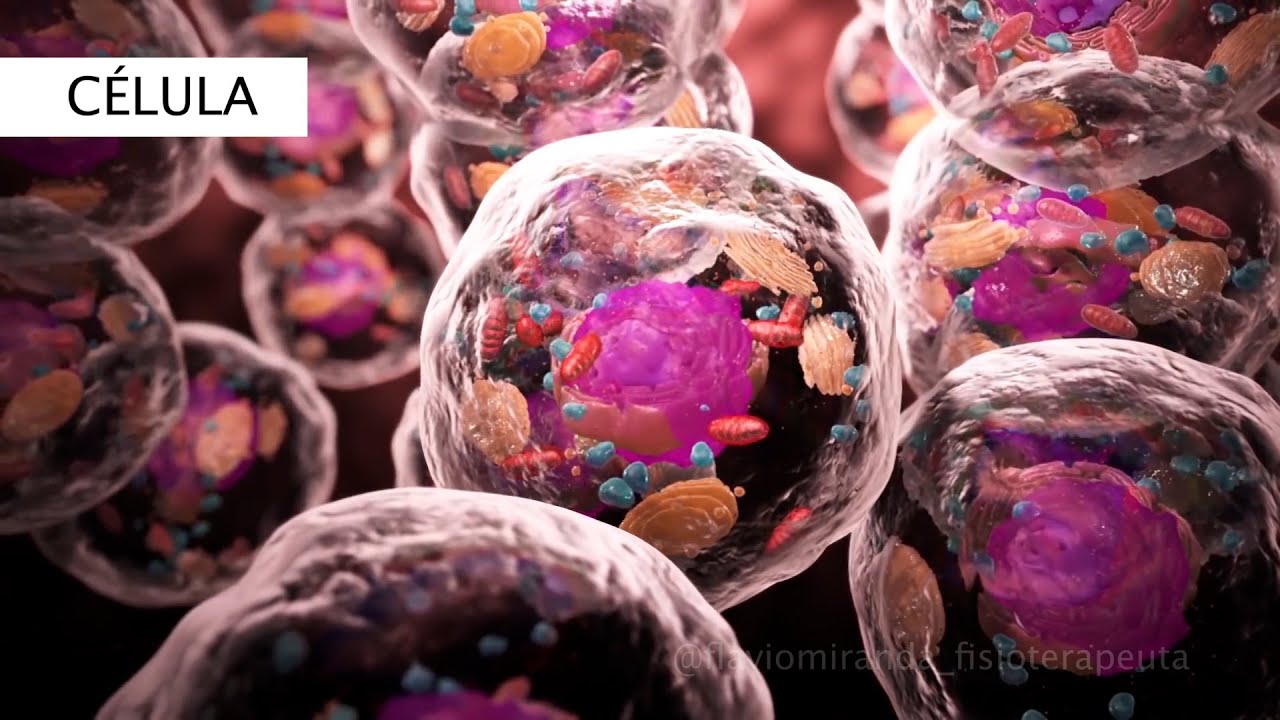 CÉLULA - A MENOR PARTE DE QUALQUER ORGANISMO