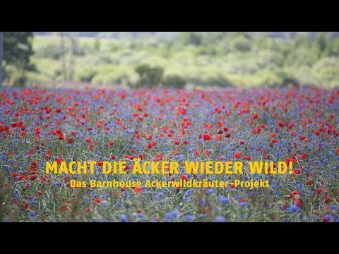 Macht die Äcker wieder wild! Das Barnhouse Ackerwildkräuter-Projekt