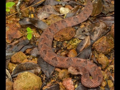 Deadliest Snake in Thailand! 🇹🇭 Thailand Living