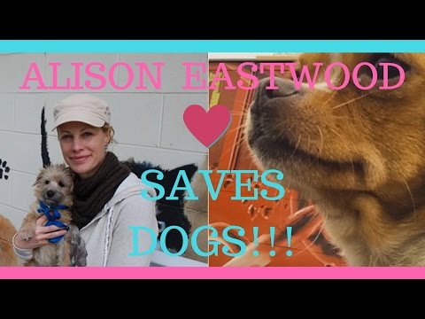 Alison Eastwood Saves Dogs... Lots of them!