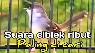 Download lagu Suara ciblek ribut PALING DI CARI untuk pancingan ciblek agar bunyi mp3