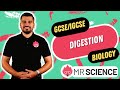 Digestive System Human Body IGCSE Biology GCSE Biology In 4K Mr Science