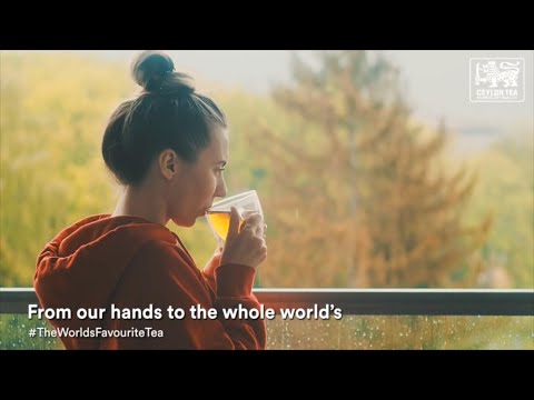 Chá de Ceilão - o chá favorito do mundo, enfrentando novos desafios