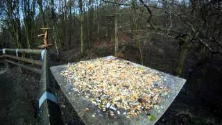 preview picture of video 'Feeding the Birds on a GoPro at Spring Wood at Whalley'