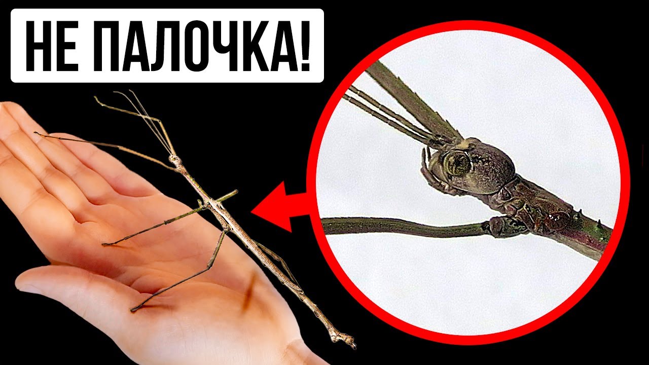 25+ опасных насекомых, на которых можно смотреть, но не прикасаться