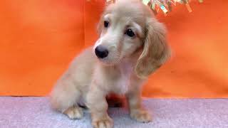 カニンヘンダックスフンドの動画01