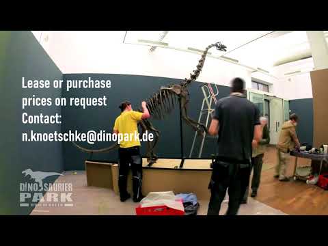 Europasaurus skeleton mounting demonstration