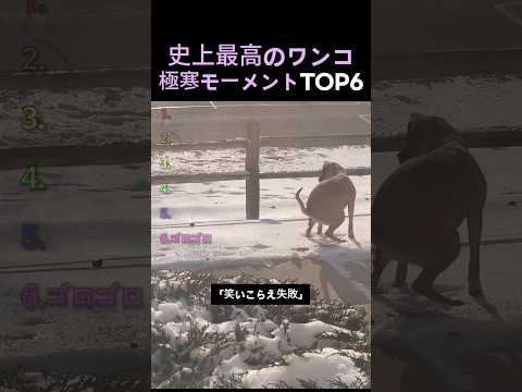 史上最高のワンコ極寒モーメントTOP6