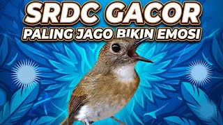 Download lagu SIKATAN RIMBA DADA COKLAT GACOR JERNIH mp3 Download lagu SIKATAN RIMBA DADA COKLAT GACOR JERNIH mp3
