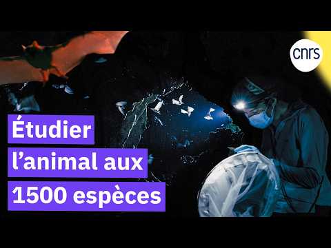 Les chauves-souris, laboratoires de l’évolution I Reportage CNRS