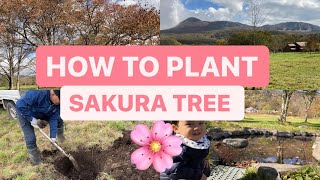 10 STEPS HOW TO PLANT A CHERRY BLOSSOM TREE