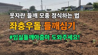 좌충우돌 들깨 심기 | 웃자란 모종 심는 법 | @임실들깨아줌마 | 들깨 심는 간격