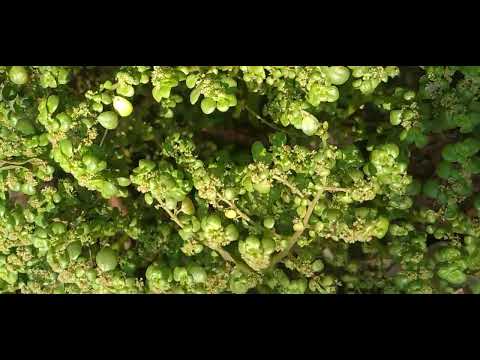 Lágrimas-de-Anjo/(Soleirolia soleirolii) (Req.) Dandy. [Leitura na Descrição]#plantas