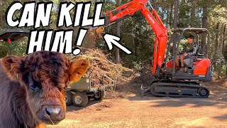 If You Have This Poisonous Tree On Your Property - CUT IT DOWN!
