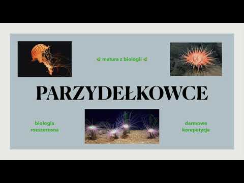 #20 Parzydełkowce - budowa, charakterystyka 🌊 matura rozszerzona z biologii - liceum ✅