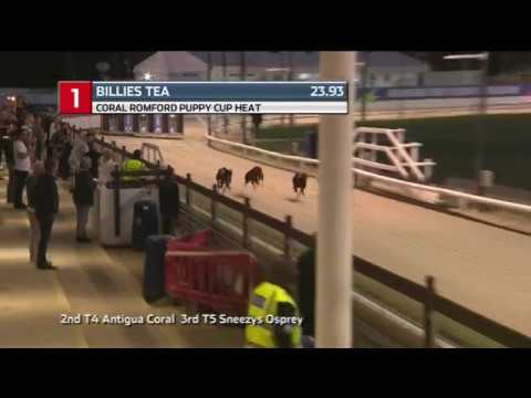 2019 ROMFORD PUPPY CUP - HEAT 3 - T1 BILLIES TEA