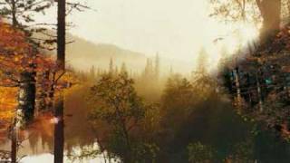 EL ESPIRITU DEL BOSQUE. mago de oz