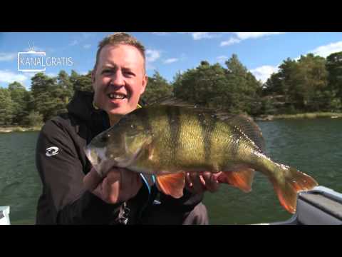 Perch Pro 2016 - [OFFICIAL TRAILER] - Kanalgratis.se