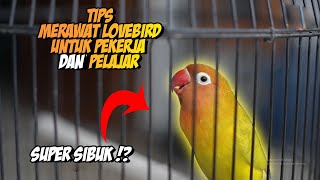 Download lagu PERAWATAN LOVEBIRD UNTUK KAMU YANG SUPER SIBUK mp3