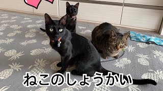 【猫紹介】かわいい猫達いっぱい♡