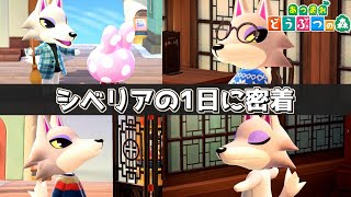 【あつ森】1日密着企画！シベリアの1日に密着してみた！【ACNH】