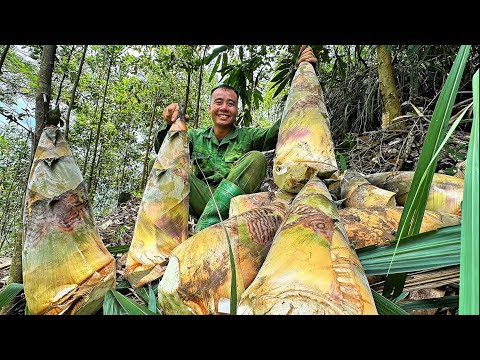 FULL VIDEO; harvesting giant bamboo shoots, the largest bamboo shoots in Vietnam