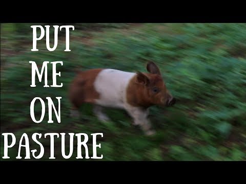 No NeeD FoR FaCToRY FaRMs Pasture RAiSiNG PiGS Video